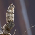 Squirrel, Elkton, Oregon, USA